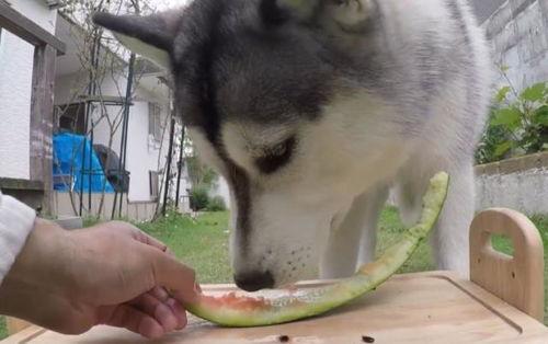 二哈调皮吃瓜群众视频,萌态十足引网友爆笑