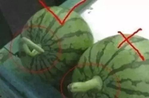 自制吃瓜群众教程,轻松成为网络热议焦点