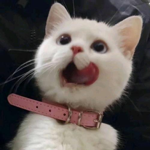 大娘给吃瓜群众喂猪,吃瓜群众围观背后的社会现象