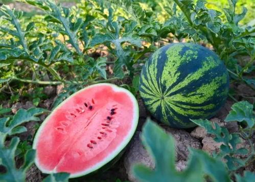 吃瓜群众吃到西瓜,吃瓜群众与西瓜的甜蜜邂逅