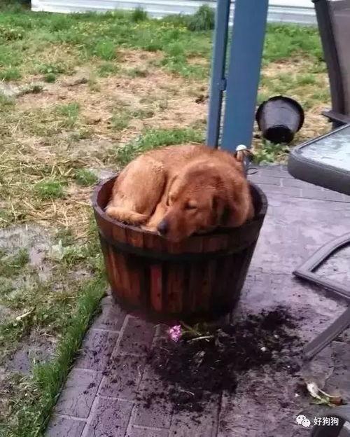 吃瓜群众的小狗窝,一场别开生面的宠物生活盛宴