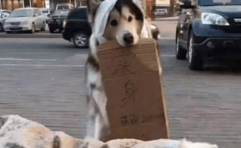 吃瓜群众的小狗窝,一场别开生面的宠物生活盛宴