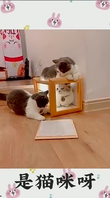 吃瓜群众的小狗窝,一场别开生面的宠物生活盛宴