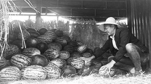 永年朱庄吃瓜群众是谁,揭秘永年朱庄“吃瓜群众”背后的故事