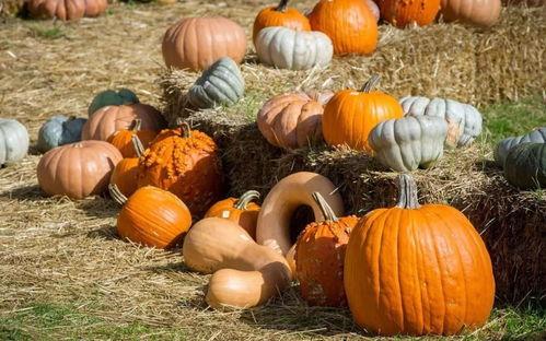 吃瓜群众岱岱神奶,揭秘吃瓜群众的智慧与幽默