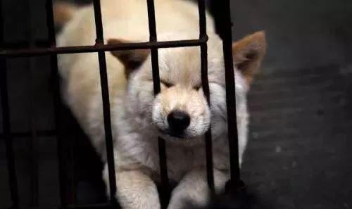 吃瓜群众菜狗礼物视频,吃瓜群众热议的神秘礼物揭晓