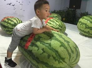 江苏徐州吃瓜群众事件,网络舆论下的社会现象解析