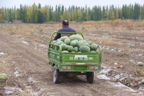 沂南吃瓜群众是谁啊,探寻网络红人的神秘面纱