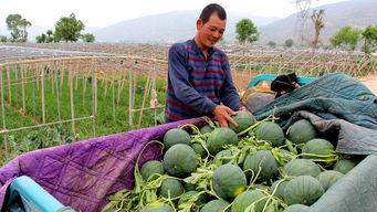 沂南吃瓜群众是谁啊,探寻网络红人的神秘面纱